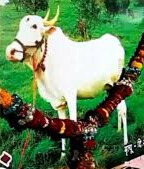 अतुट नाते ! गायीचा मृत्यू,  शेतकऱ्यानं केलं वर्षश्राद्ध