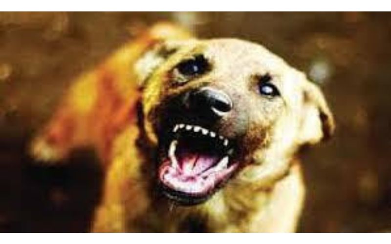 येवला तालुक्यात ममदापूर येथे भटक्या कुत्र्यांचा हल्ल्यात 5 वर्षीय मुलगा ठार