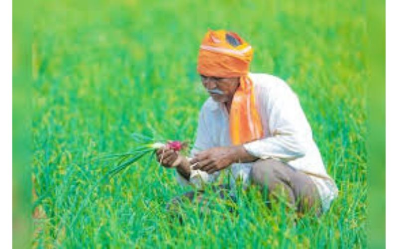 शेतकऱ्यांसाठी मोठी घोषणा !  कृषी मंत्र्यांनी  घेतला ''हा'' निर्णय !