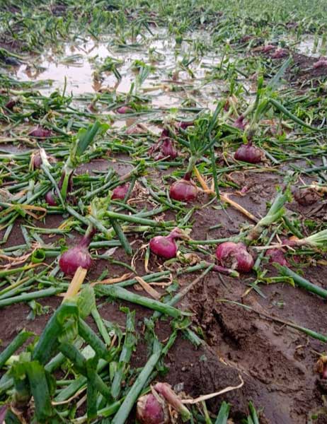 बेमोसमी पावसात निफाड व बागलाणला शेतकऱ्याचा मृत्यू; जिल्ह्यात अनेक ठिकाणी नुकसान