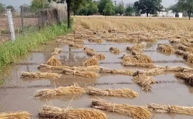 अवकाळी पावसाने झोडपल ; शेतकरी हवालदिल